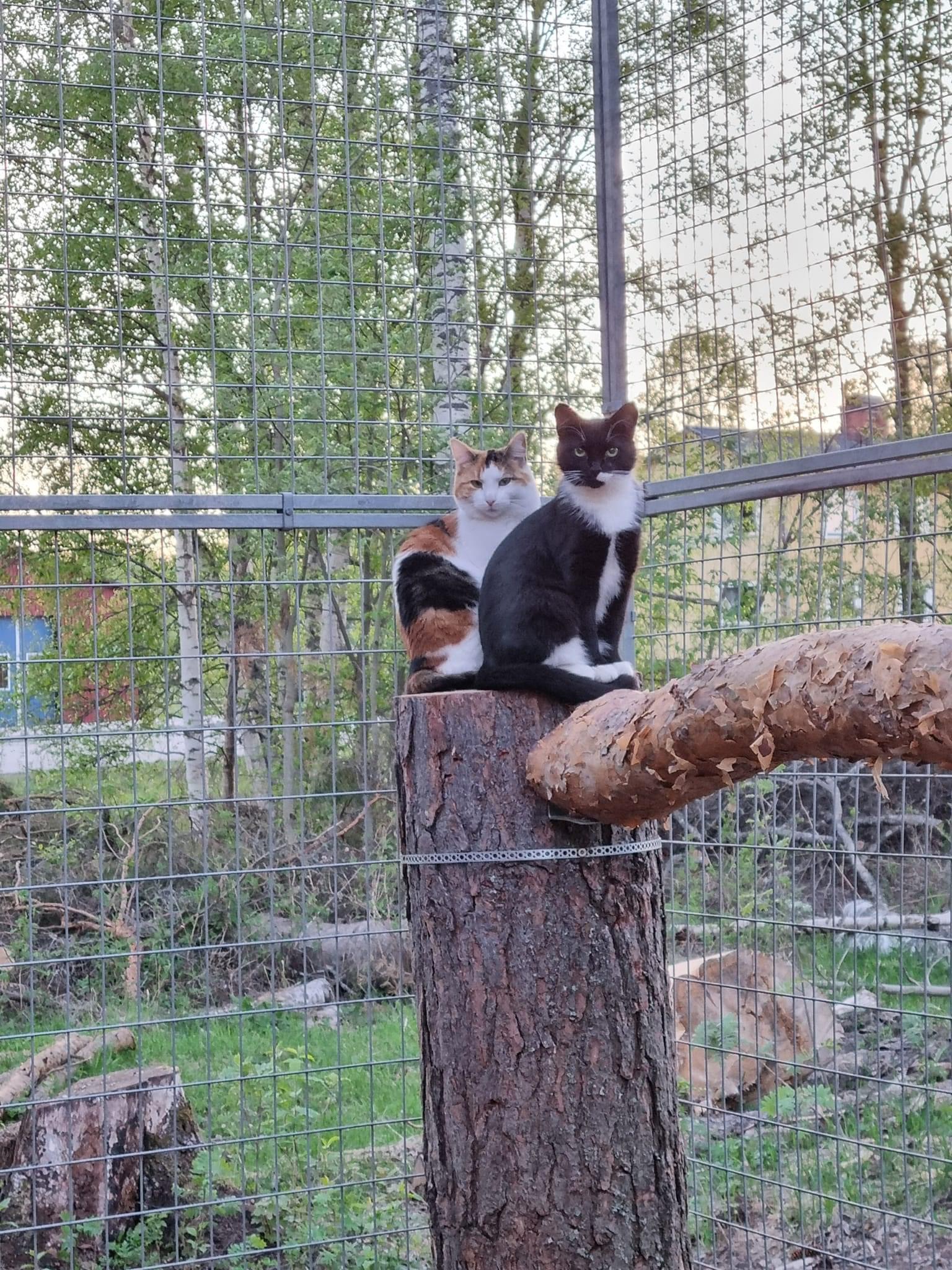 röd